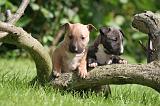 BULL TERRIER MINIATURE 218